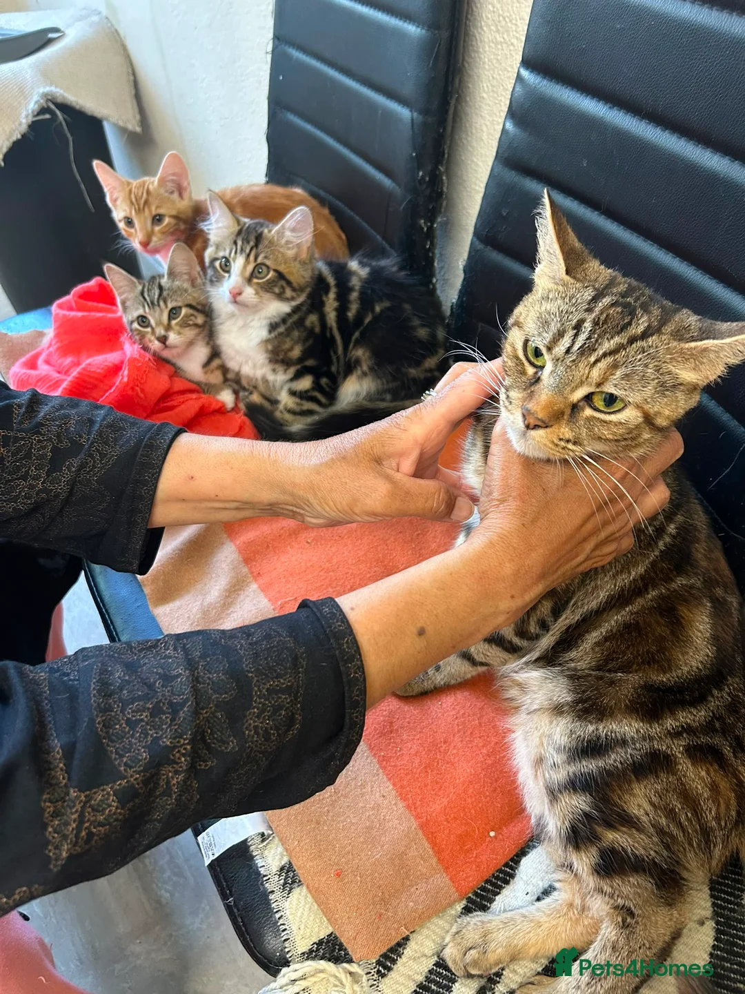 Mixed Breed cats for sale: 4 Kittens  - Advert 4