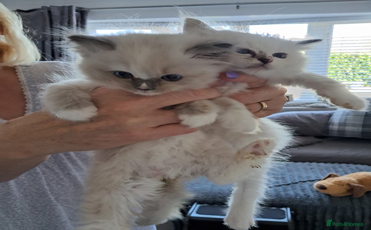 Ragdoll cats - Advert 9