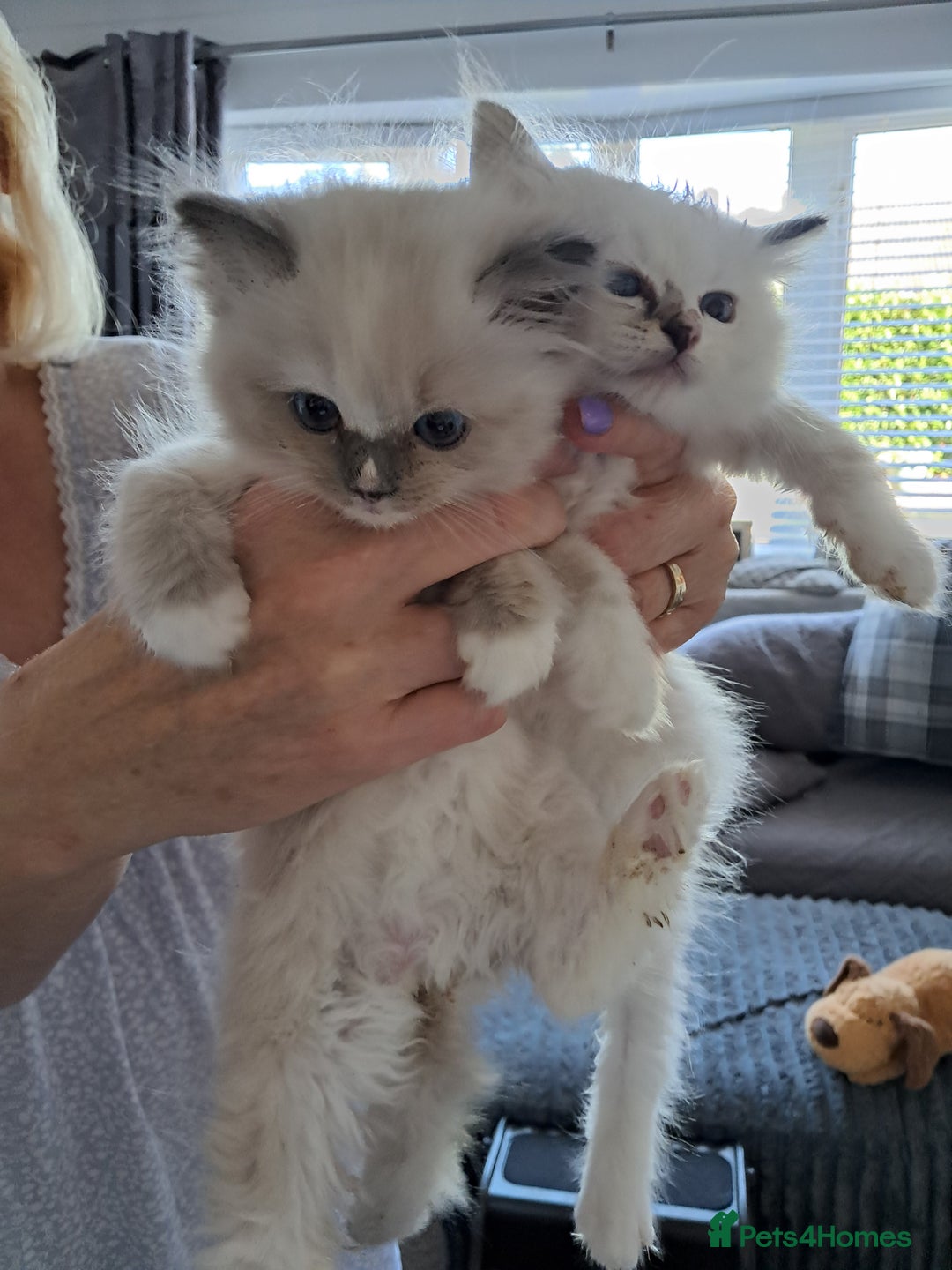 Ragdoll cats for sale:  2 female beautiful Ragdoll kittens left - Image 1