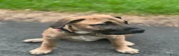Mixed Breed dogs for sale: Athena Mali x cane corso  - Advert 3