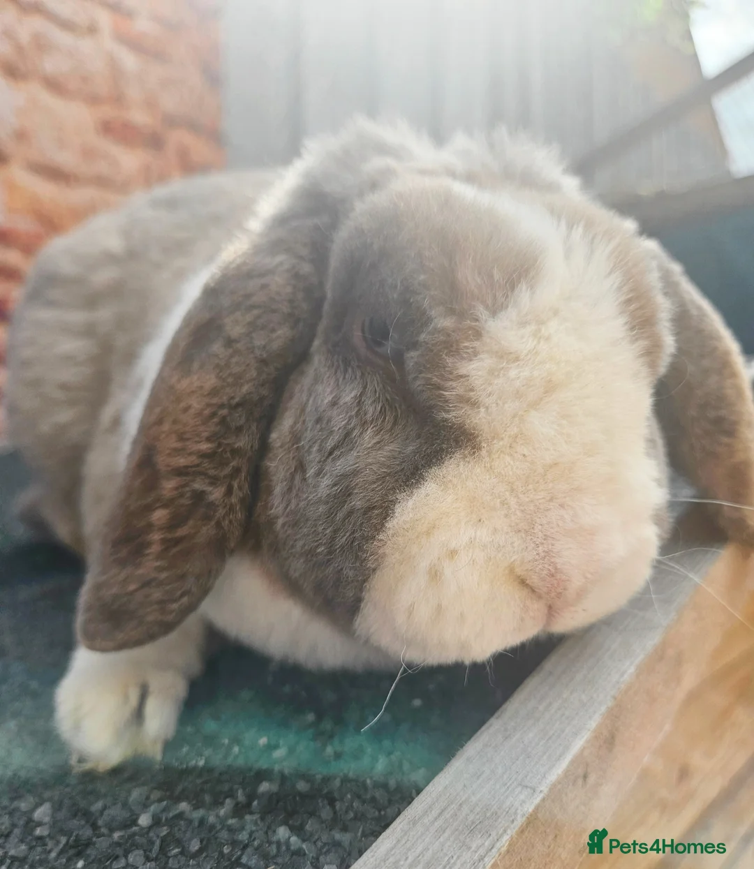 Mini Lop rabbits for sale: Mini Plush Lop Blue Bunny  - Advert 4