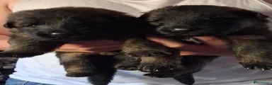 German Shepherd 5