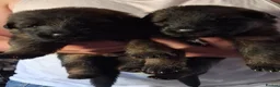 German Shepherd dogs for sale: KC Fantastic long coat German Shepherd's  - Advert 15