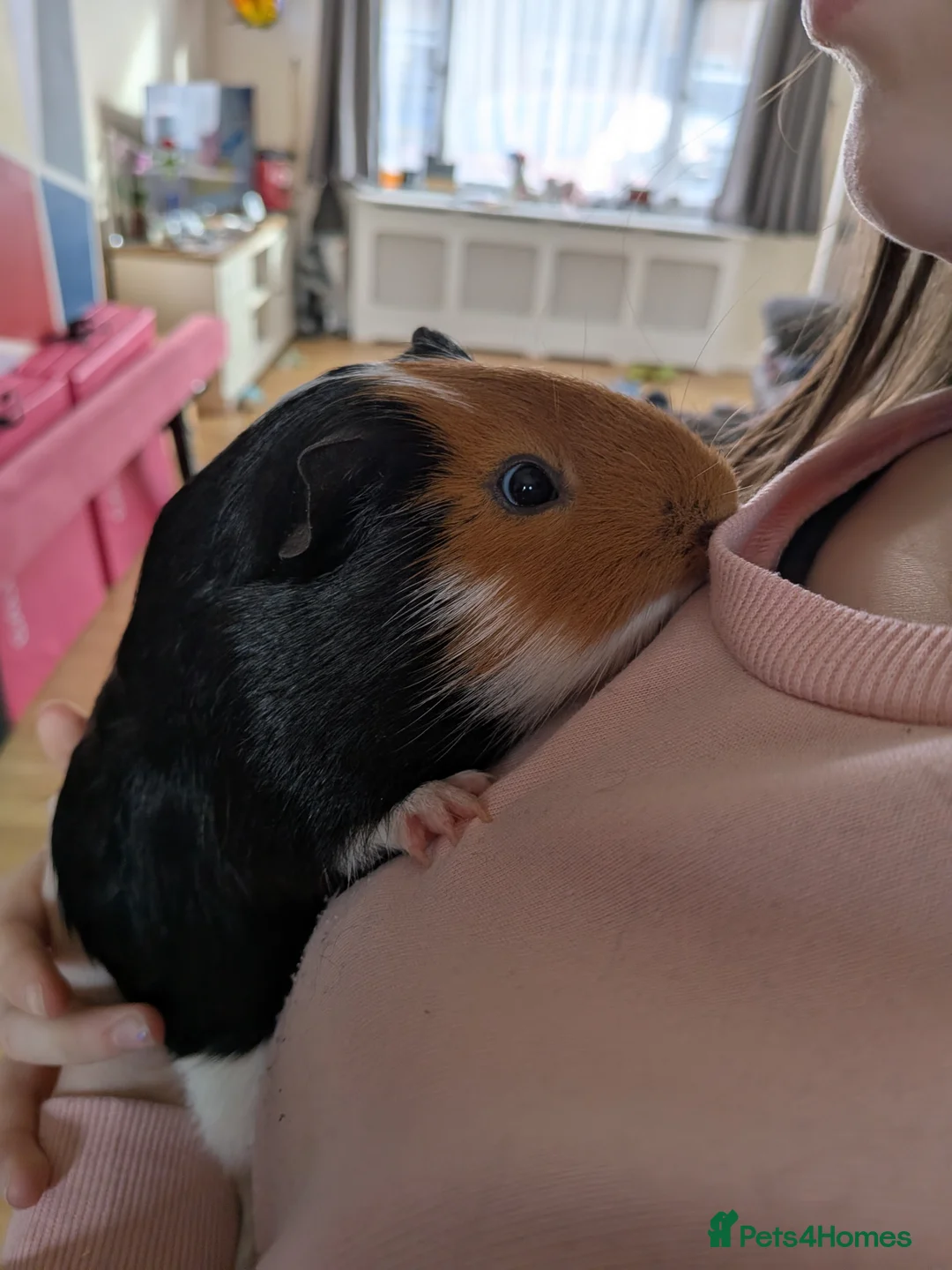 Guinea Pig rodents for sale: X3 male guinea pigs  - Advert 2