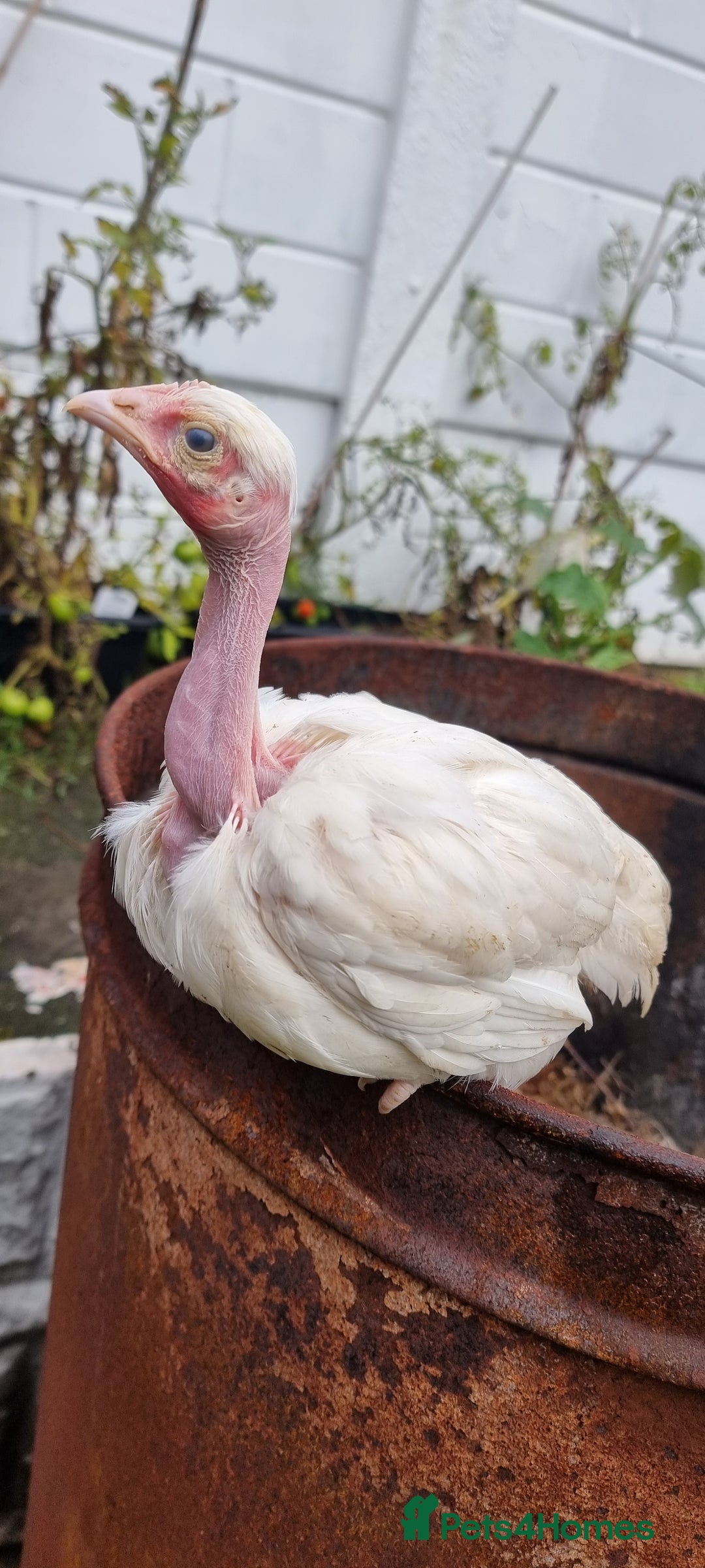 Chickens poultry for sale: Transylvanian Naked Neck Chicks - Image 31