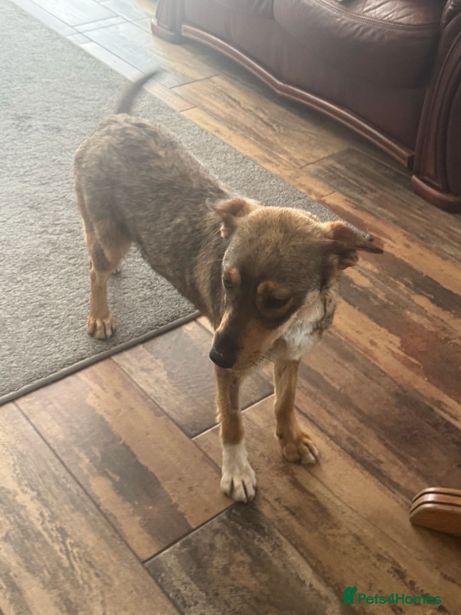 Mixed Breed dogs Cute Bella looking for LOVE - Advert 1