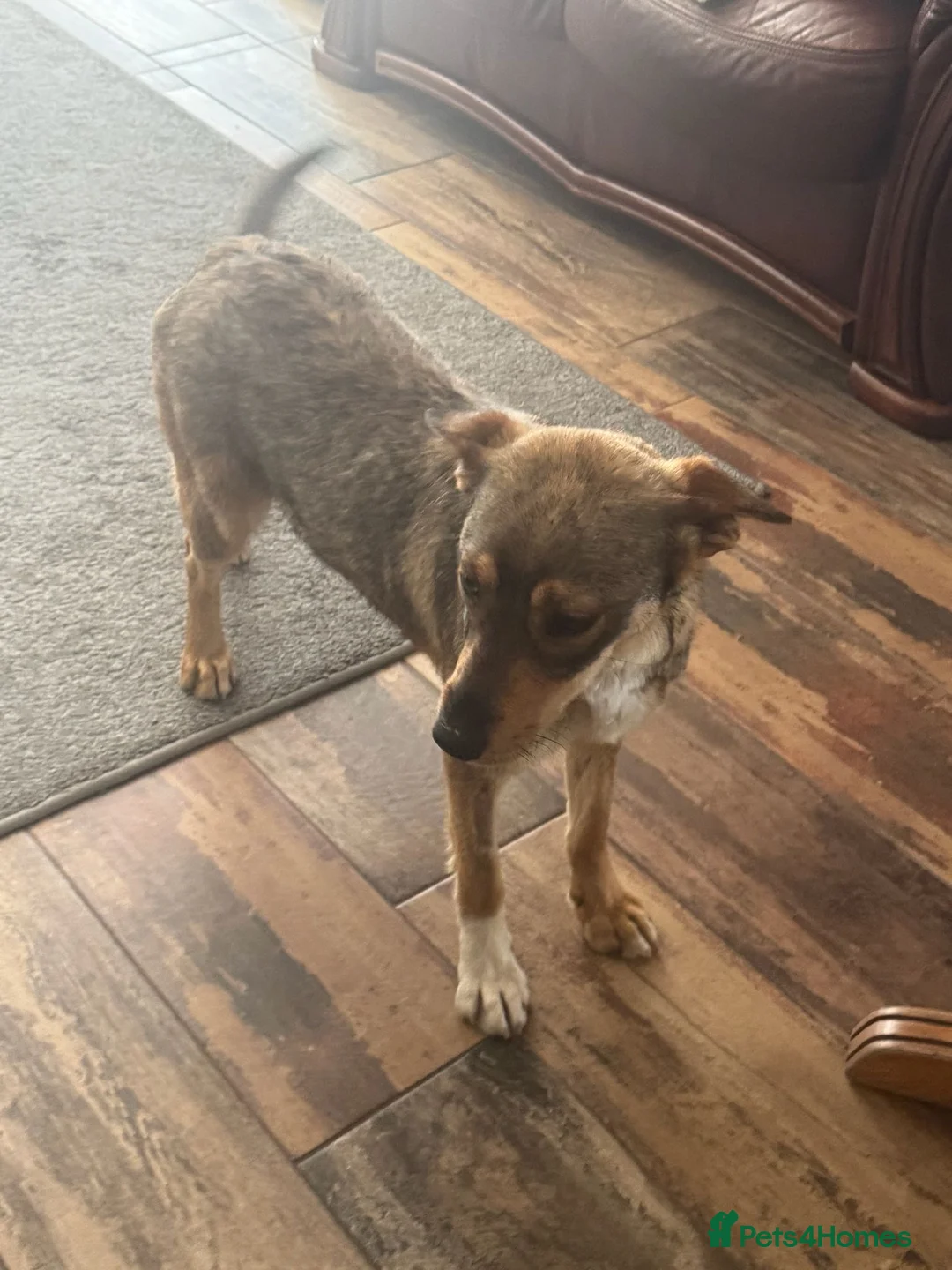 Mixed Breed dogs for adoption: Cute Bella looking for LOVE - Advert 1