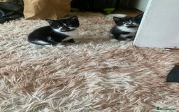 British Shorthair cats for sale: Black and white kittens ready for a new home - Image 9