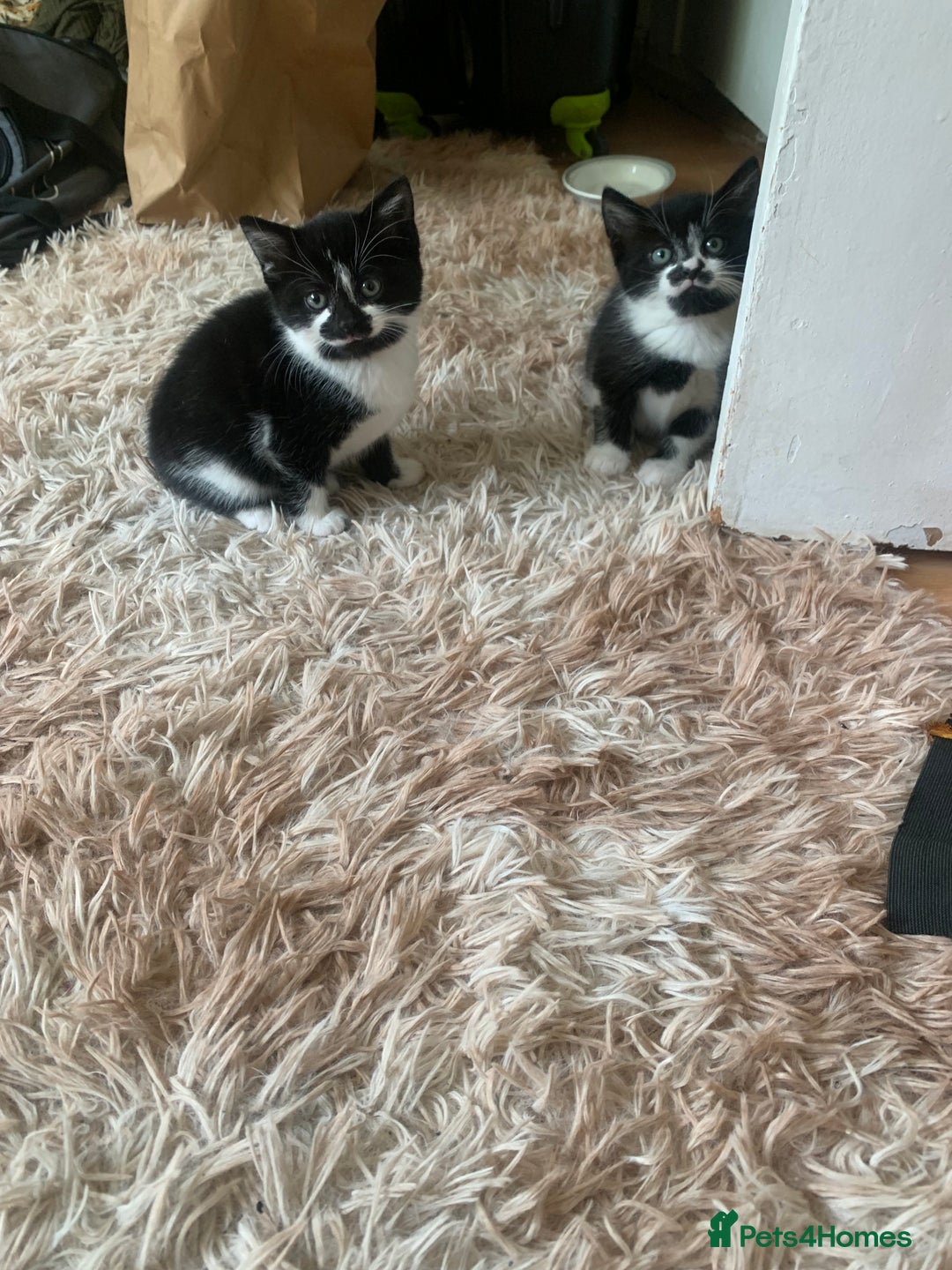 British Shorthair cats for sale: Black and white kittens ready for a new home - Image 9