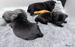 Staffordshire Bull Terrier dogs for sale: Staffordshire bull Terrier CHAMPION BLOODLINE  - Image 17