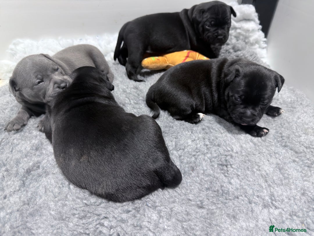 Staffordshire Bull Terrier dogs for sale: Staffordshire bull Terrier CHAMPION BLOODLINE  - Image 17