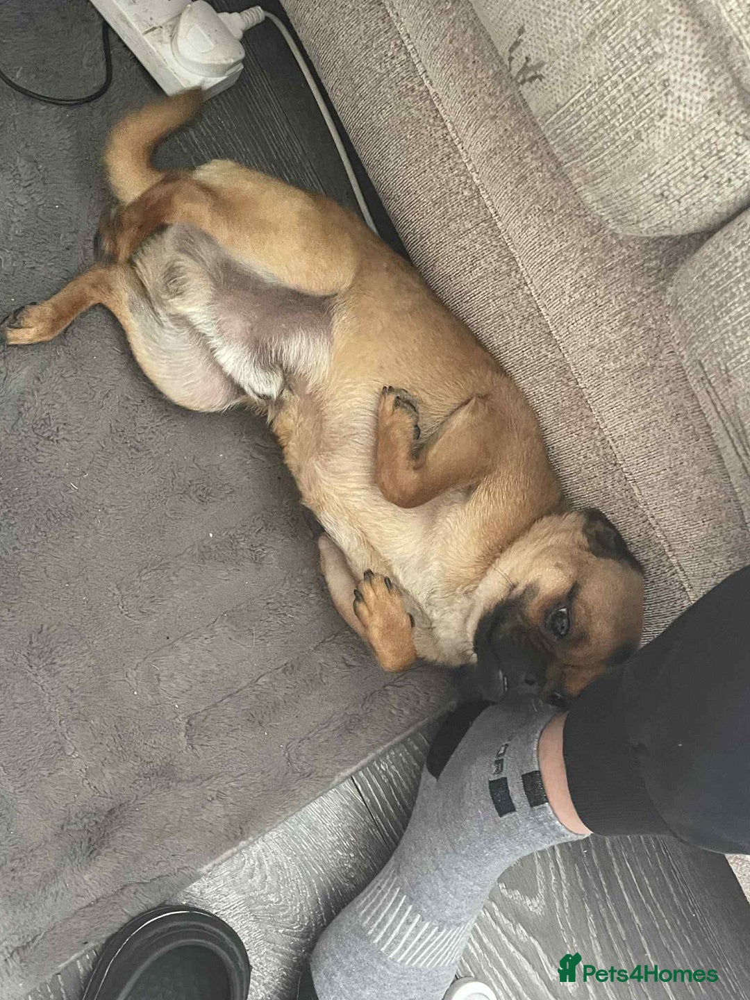 Chug dogs for sale: Pug x chuawauwa  - Image 1