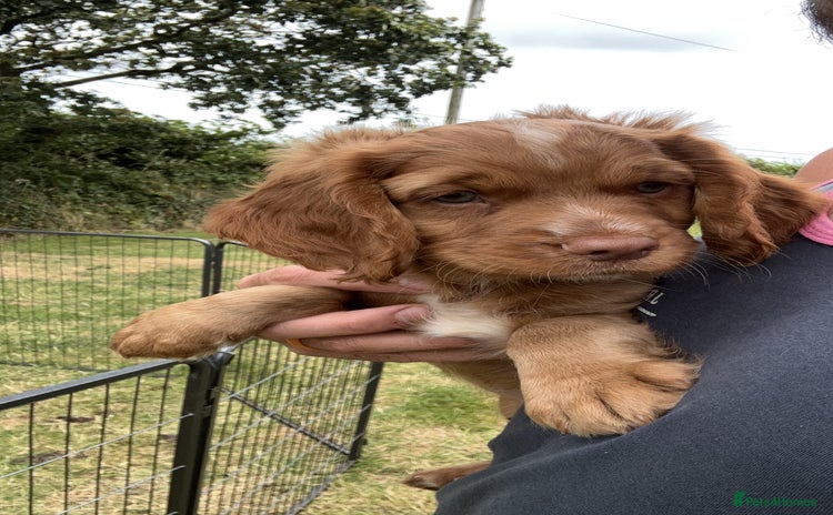 Cocker Spaniel dogs - Advert 1