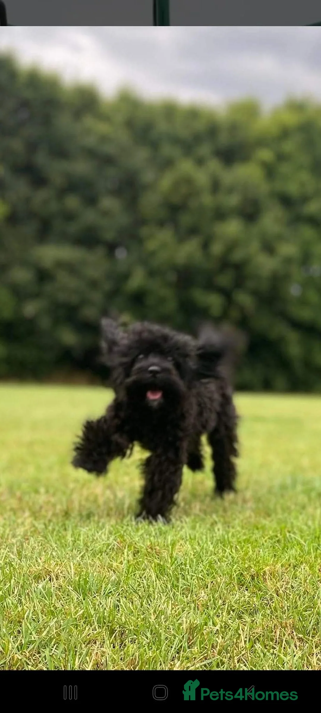 Cockapoo dogs for sale: Stunning homebred cockapoos - Advert 2