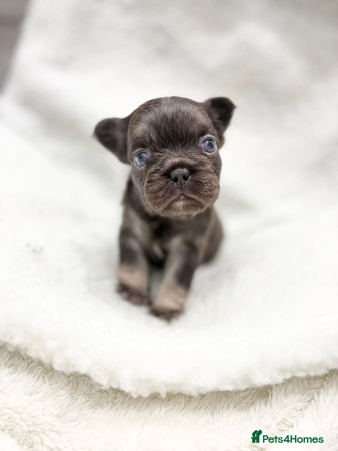 French Bulldog dogs for sale: Beautiful litter off French bulldog puppies  - Image 10