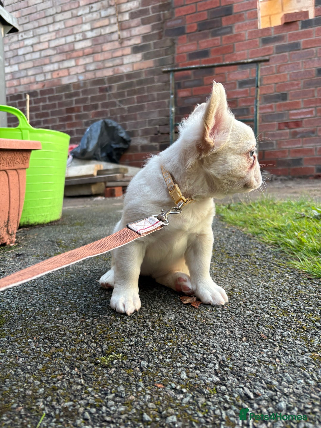 French Bulldog dogs for sale: 3 left- Fluffy French bulldogs pink & testable  - Advert 19