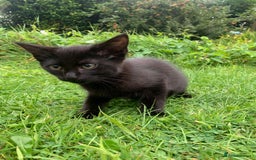 Mixed Breed cats for sale: Beautiful kittens ready now - Image 4