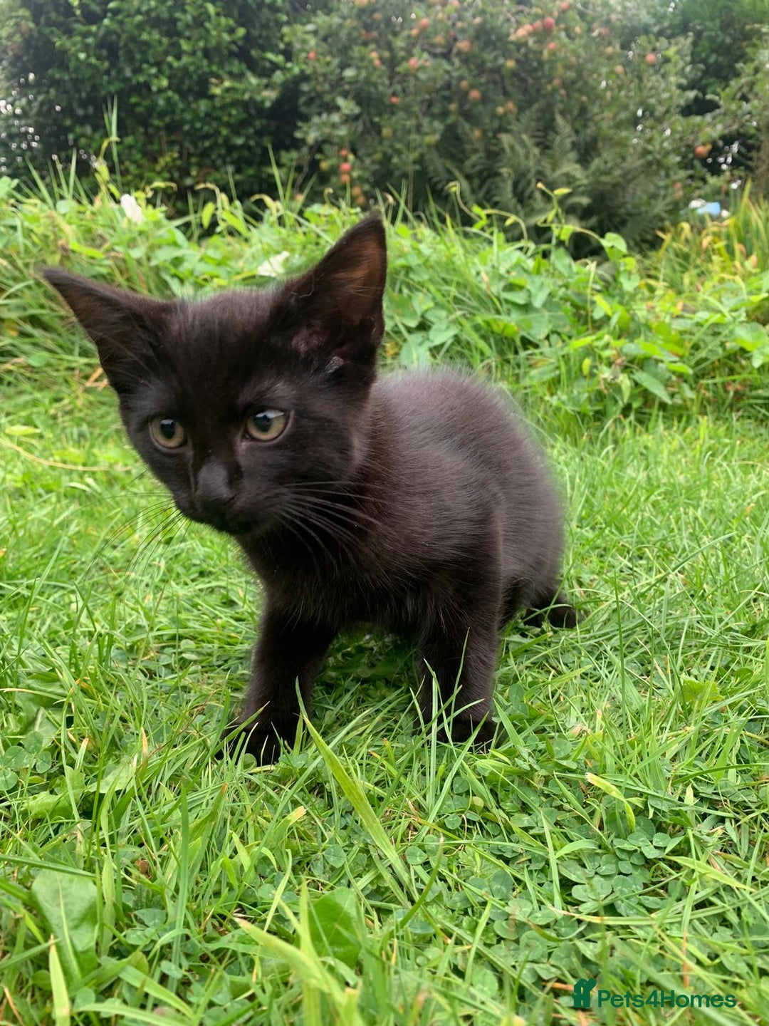 Mixed Breed cats for sale: Beautiful kittens ready now - Image 4