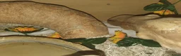Corn Snake reptiles for sale: 2 corn snakes and full setups - Advert 3