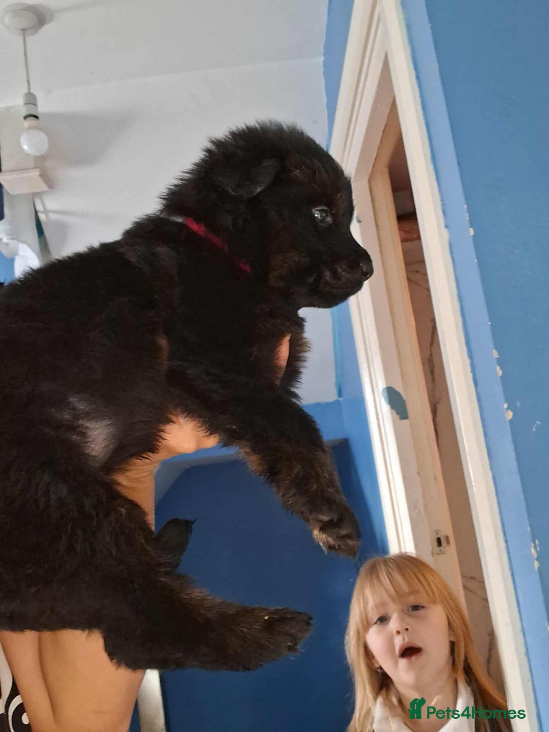 Mixed Breed dogs for sale: Rottie/German shepherd/Belgian malinonis - Image 3