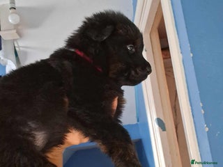 Mixed Breed dogs - Advert 10