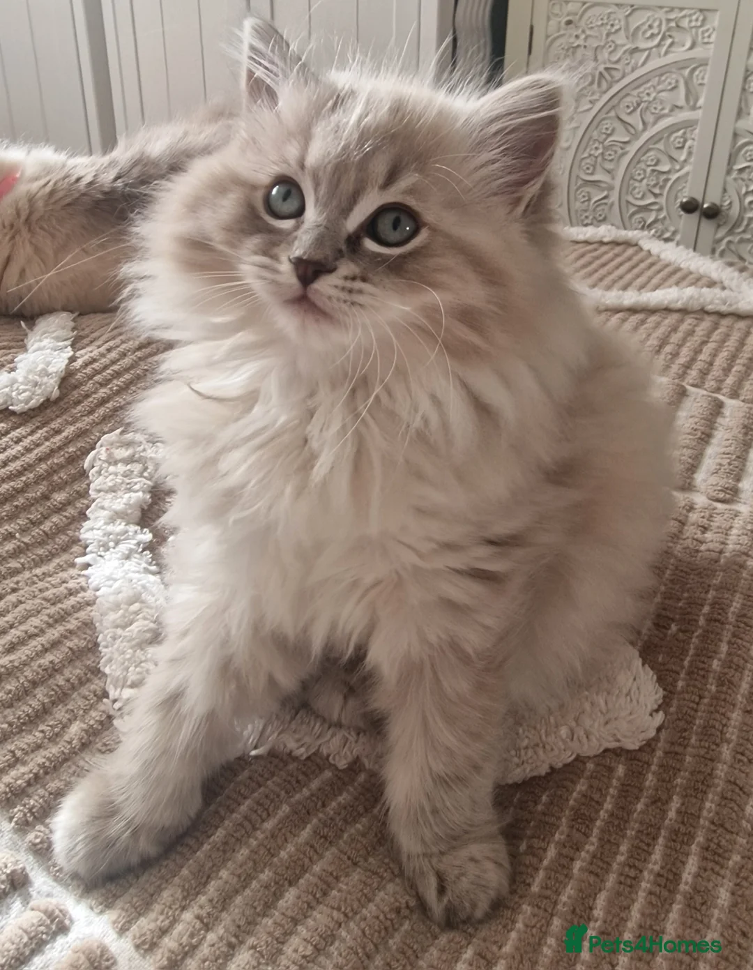 Ragdoll cats for sale: Mink ragdoll babies  - Advert 7