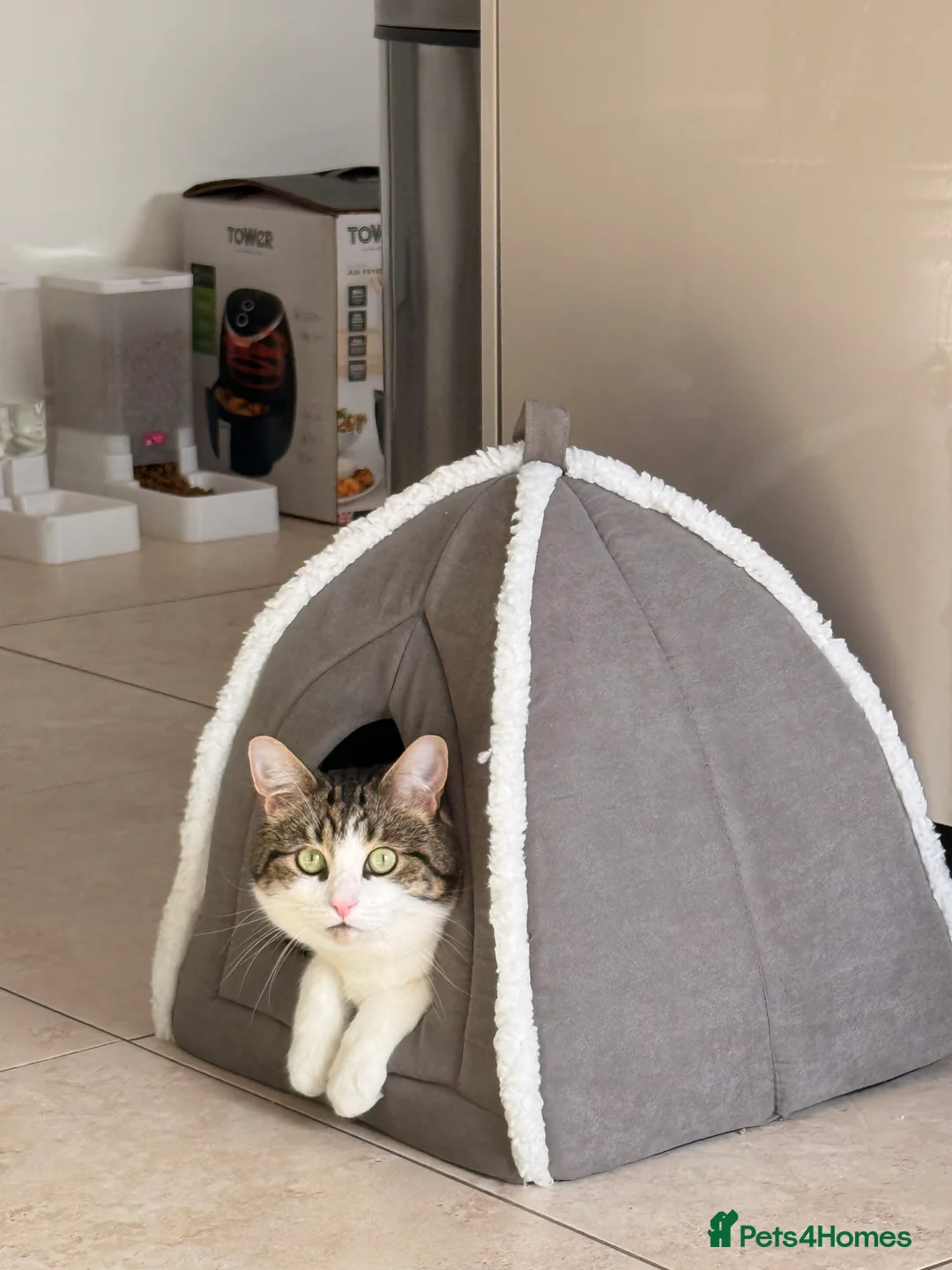 Domestic Shorthair cats for sale: Need rehoming ASAP - Advert 1