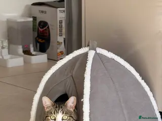 Domestic Shorthair cats Need rehoming ASAP - Advert 11