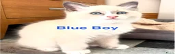 Ragdoll cats for sale: Beautiful Ragdolls-Vaccinated-2 boys-3 girls.  - Advert 10