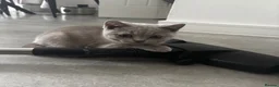 British Shorthair cats for sale: GCCF Lilac Male Kitten  - Advert 2