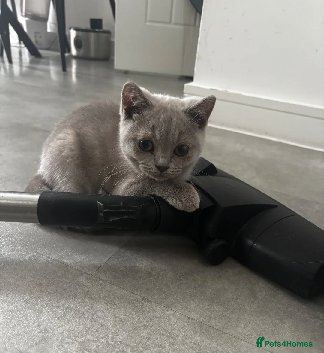 British Shorthair cats for sale: GCCF Lilac Male Kitten  - Advert 2