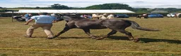 Connemara horses for sale: Irish Connie cob family pony - Advert 7