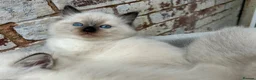 Ragdoll cats for sale: 🐾 Pure Ragdoll Kittens 🐾 - Advert 13