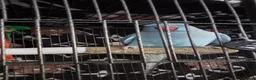 Ringnecks birds for sale: Indian ringneck parrot in Bristol - Advert 1