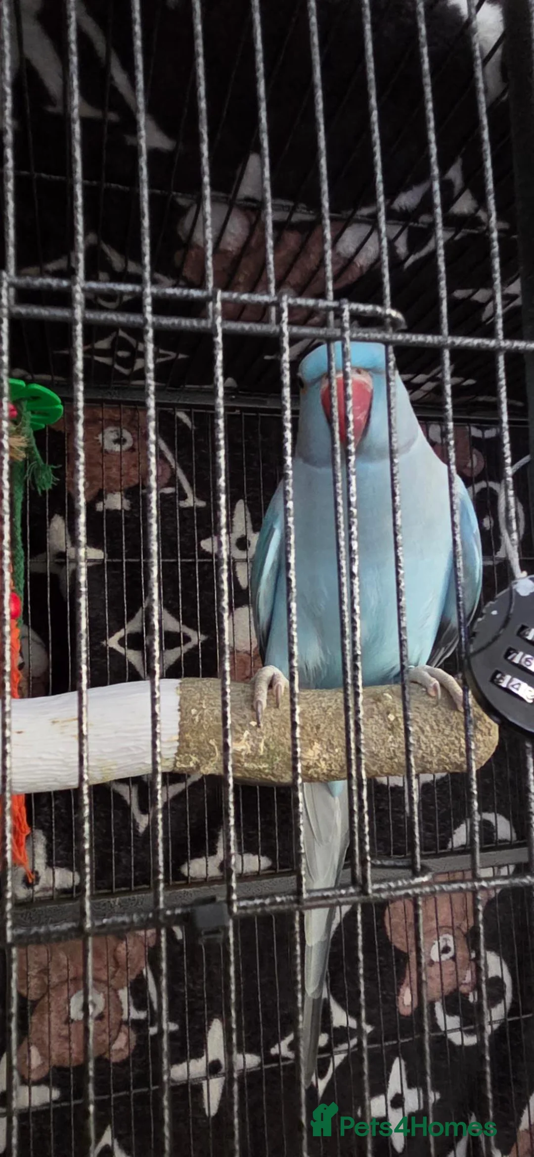 Ringnecks birds for sale: Indian ringneck parrot in Bristol - Advert 1
