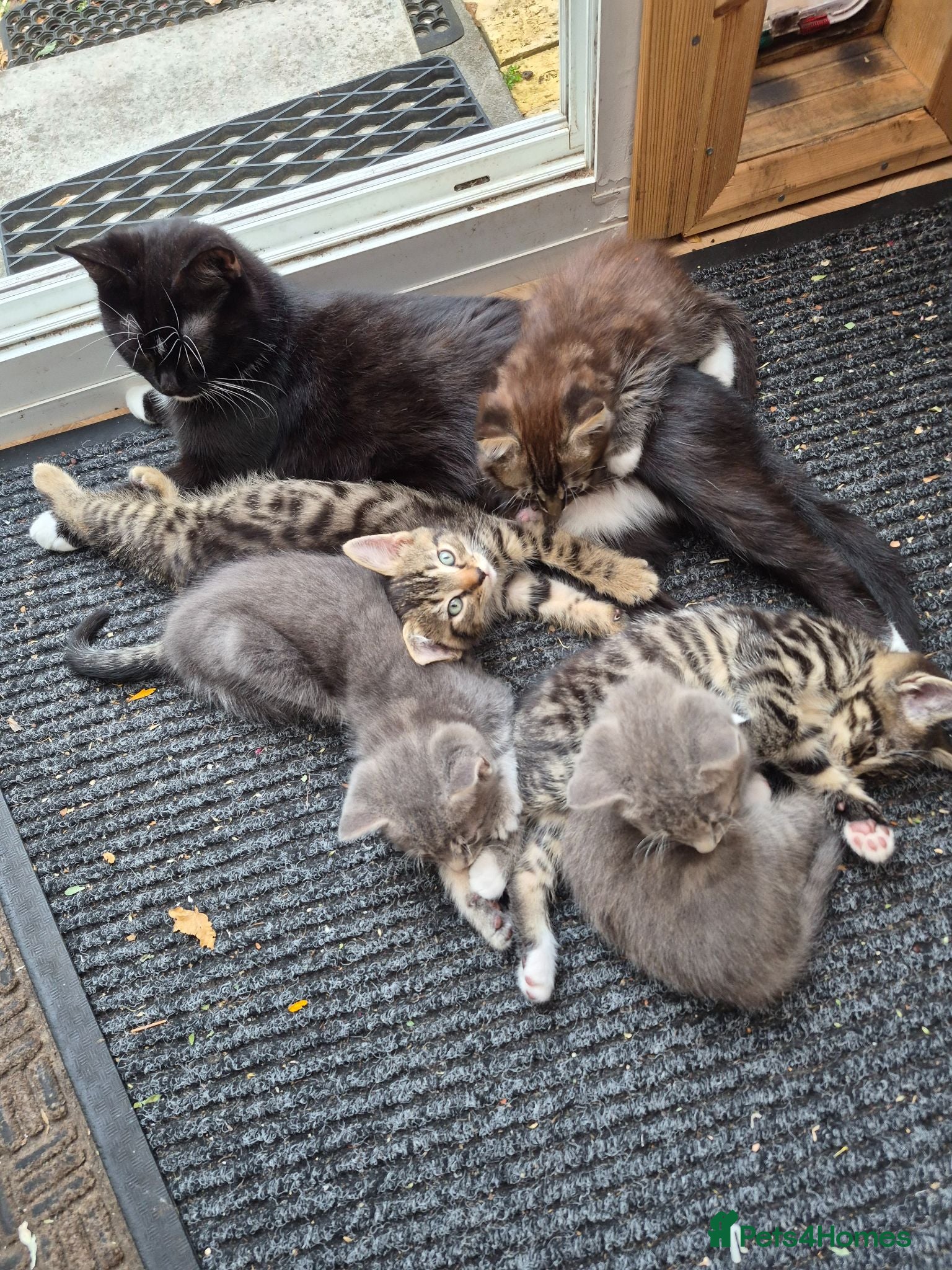 Mixed Breed cats Lovely sociable kittens - Advert 4