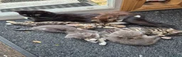 Mixed Breed cats for sale: Lots of lovely sociable kittens - Advert 10