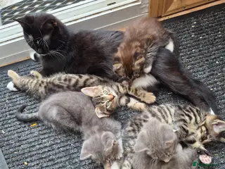 Mixed Breed cats Lovely sociable kittens - Advert 16