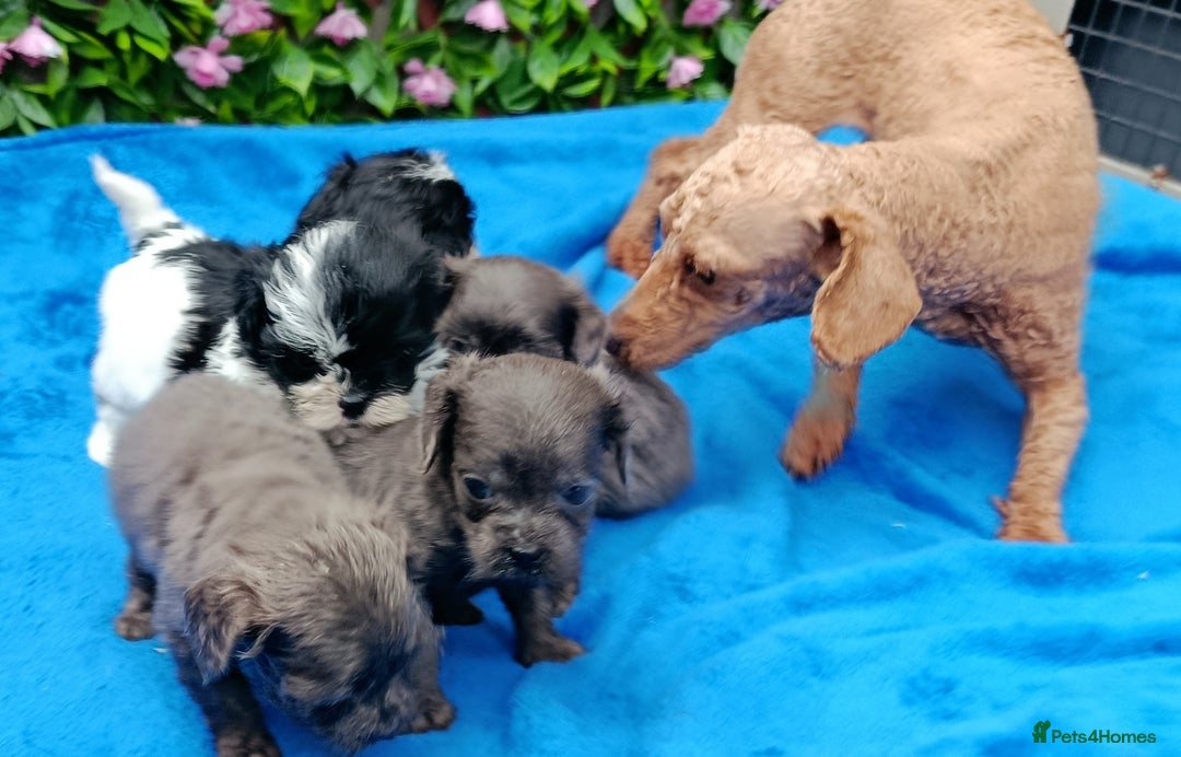 Mixed Breed dogs for sale: TOY FIRST GEN SHIHPOO PUPS PARENTS HEALTH TESTED  - Advert 3