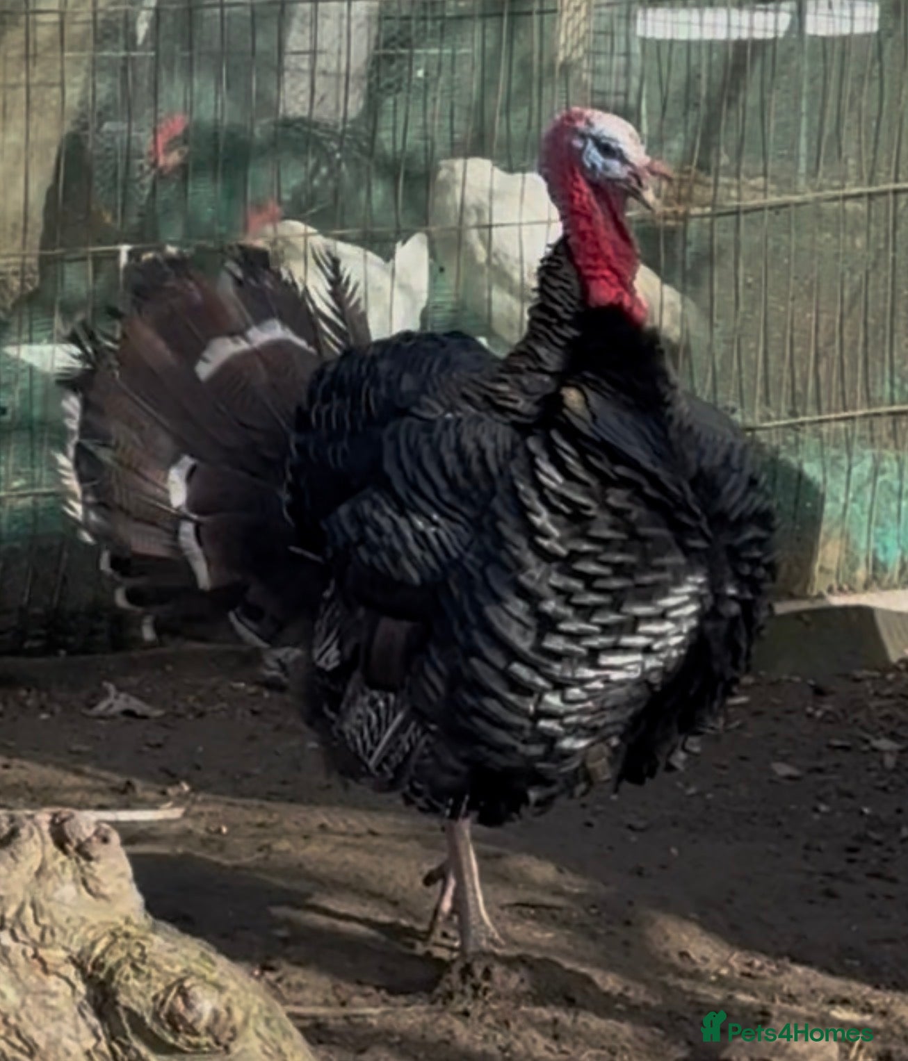 Turkeys poultry Norfolk bronze turkeys with two females  - Advert 18