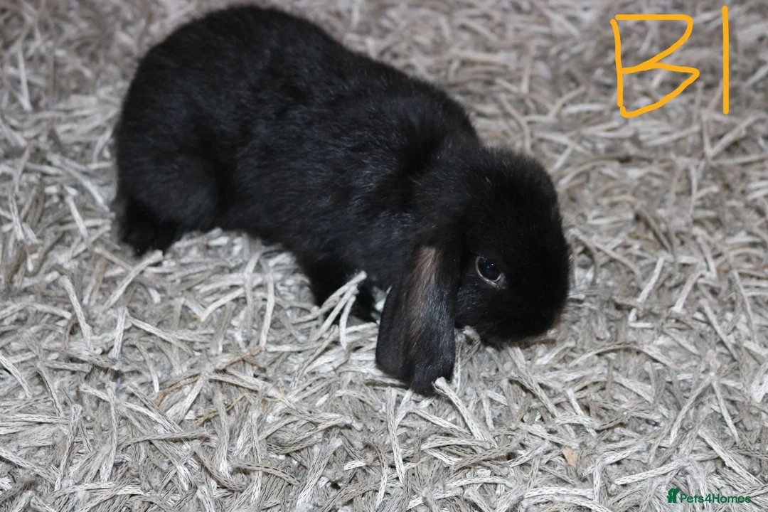 Mini Lop rabbits for sale: 5 Mini Lop / Mini Plush Babies - Advert 2