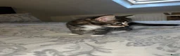 Mixed Breed cats for sale: Girl Kittens Ready for loving homes  - Advert 19