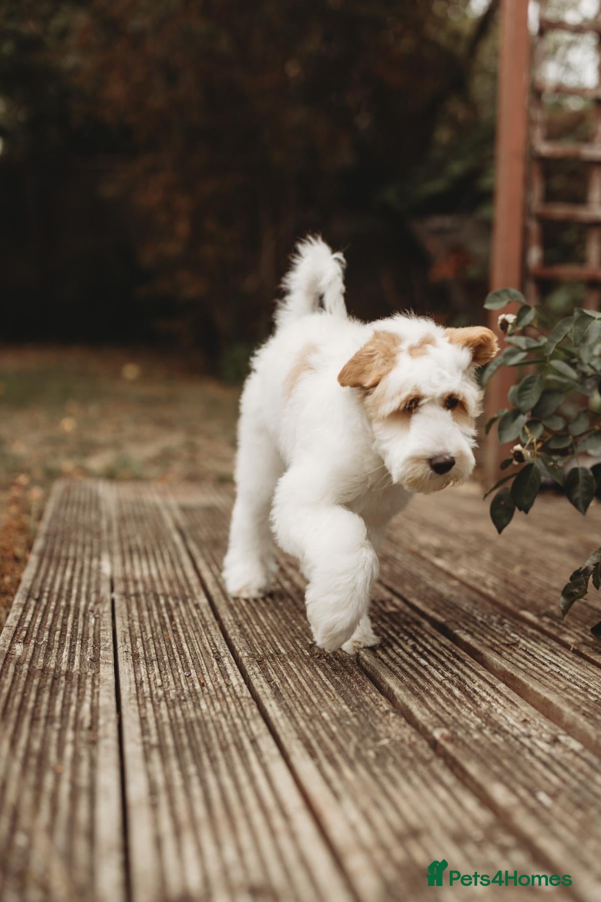 Australian Labradoodle dogs Australian labradoodle puppies Medium - Advert 3