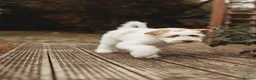 Australian Labradoodle dogs for sale: Australian labradoodle puppies Medium - Advert 1