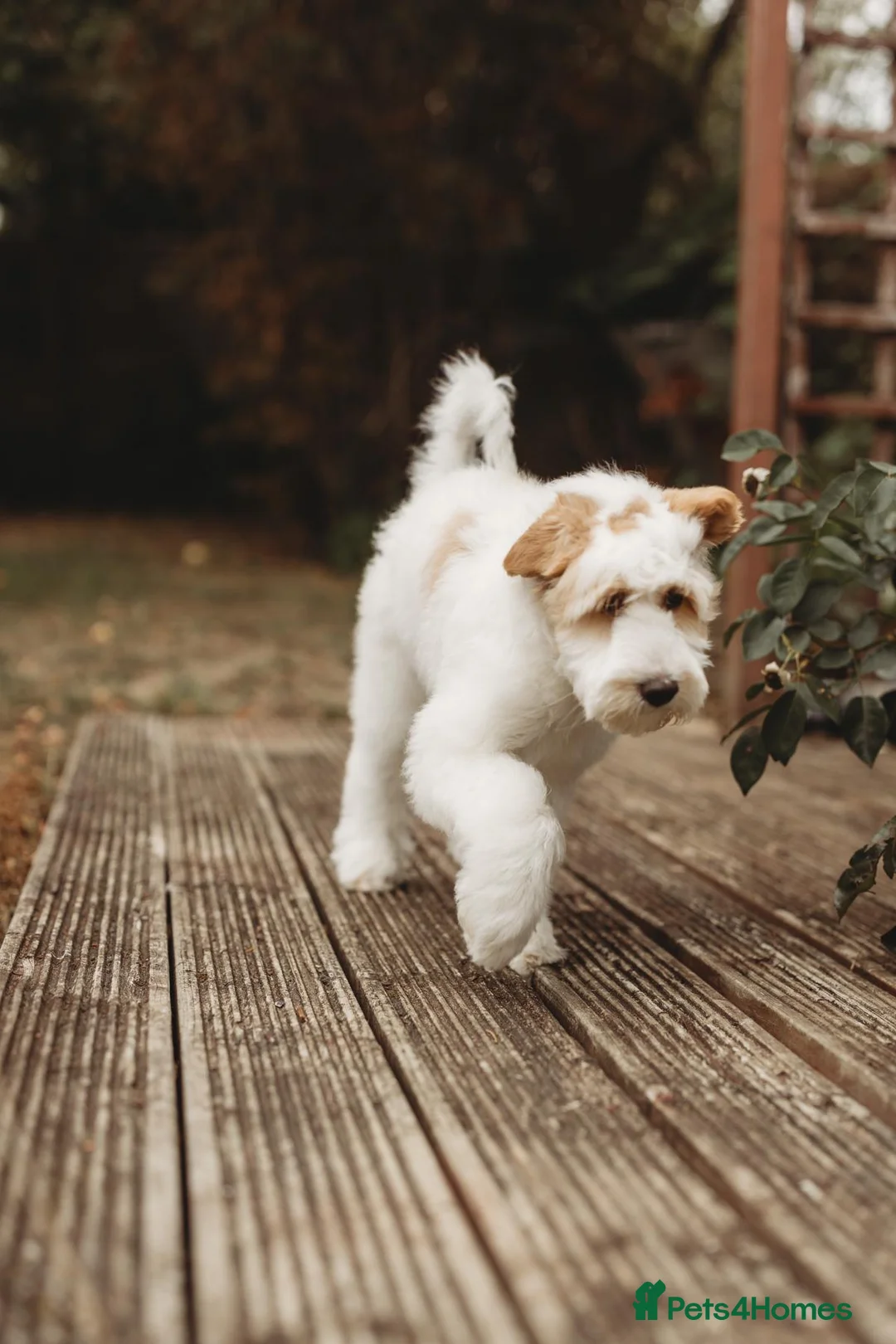 Australian Labradoodle dogs for sale: Australian labradoodle puppies Medium - Advert 1