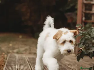 Australian Labradoodle dogs Australian labradoodle puppies Medium - Advert 3