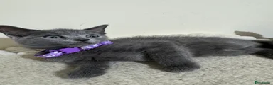 Russian Blue 1