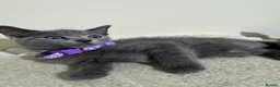 Russian Blue cats for sale: Russian Blue kittens - Advert 19
