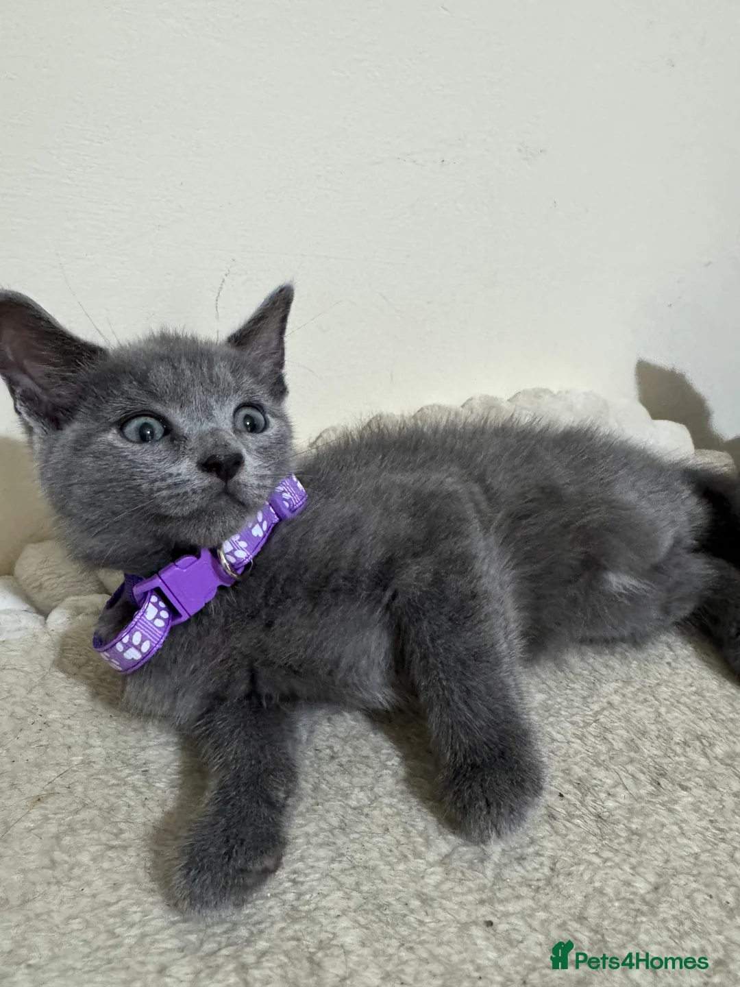 Russian Blue cats for sale: Russian Blue kittens - Advert 19