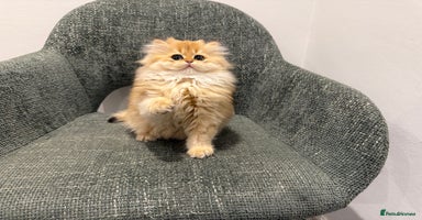 British Longhair cats - Advert 9